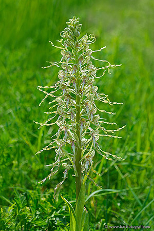 Bokkenorchis, Himantoglossum hircinum, Frankrijk, Bart Fotografie-023
