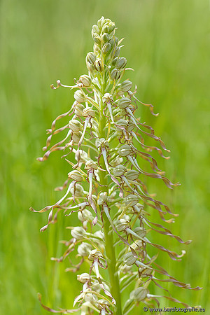 Bokkenorchis, Himantoglossum hircinum, Frankrijk, Bart Fotografie-024