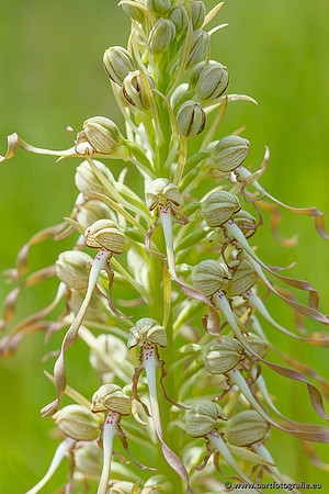 Bokkenorchis, Himantoglossum hircinum, Frankrijk, Bart Fotografie-025