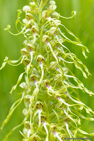 Bokkenorchis, Himantoglossum hircinum, Frankrijk, Bart Fotografie-027