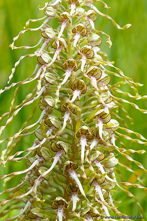 Bokkenorchis, Himantoglossum hircinum, Frankrijk, Bart Fotografie-026