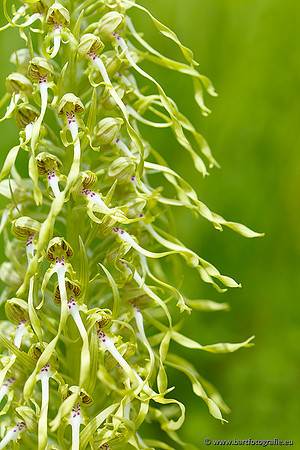 Bokkenorchis, Himantoglossum hircinum, Frankrijk, Bart Fotografie-028