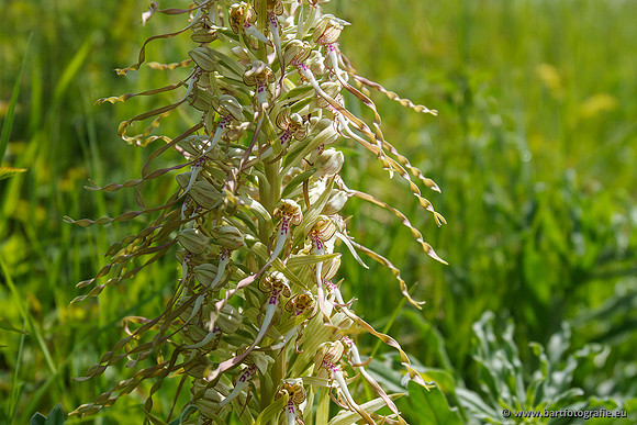 Bokkenorchis, Himantoglossum hircinum, Frankrijk, Bart Fotografie-029