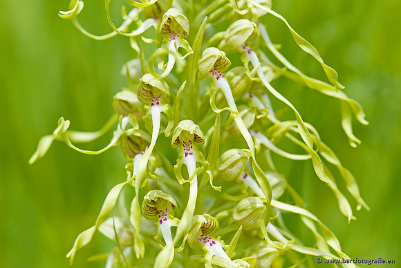 Bokkenorchis, Himantoglossum hircinum, Frankrijk, Bart Fotografie-030