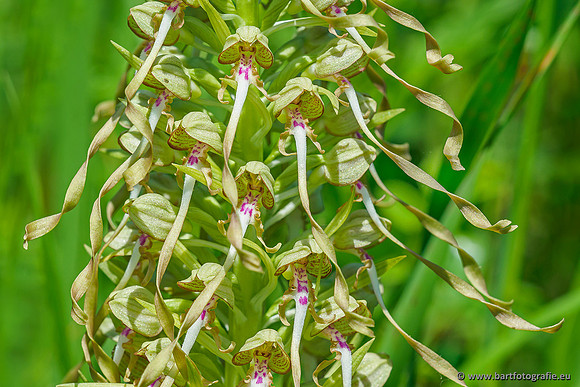 Bokkenorchis, Himantoglossum hircinum, Frankrijk, Bart Fotografie-031