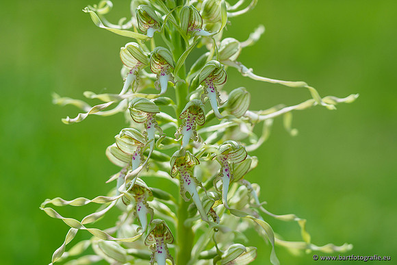 Bokkenorchis, Himantoglossum hircinum, Frankrijk, Bart Fotografie-032