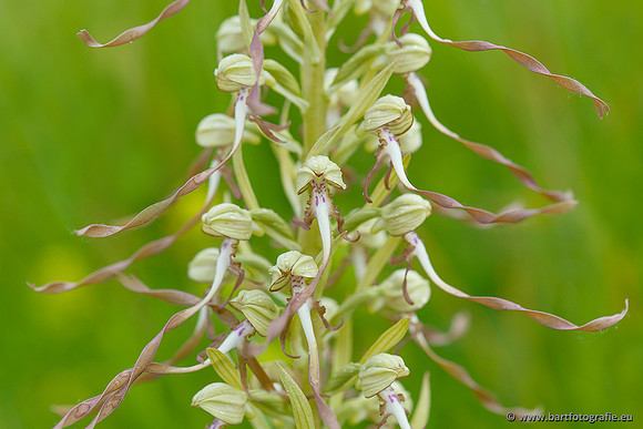 Bokkenorchis, Himantoglossum hircinum, Frankrijk, Bart Fotografie-033