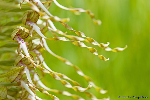 Bokkenorchis, Himantoglossum hircinum, Frankrijk, Bart Fotografie-034