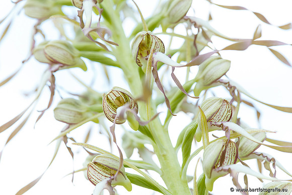 Bokkenorchis, Himantoglossum hircinum, Frankrijk, Bart Fotografie-035