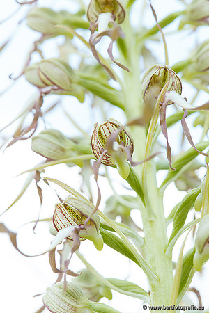 Bokkenorchis, Himantoglossum hircinum, Frankrijk, Bart Fotografie-036