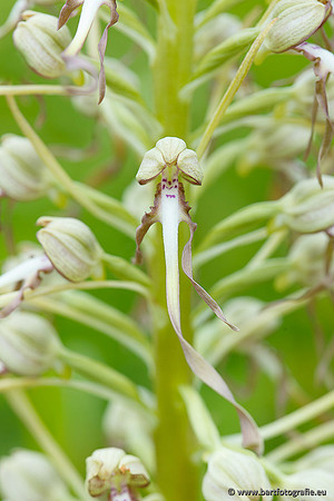 Bokkenorchis, Himantoglossum hircinum, Frankrijk, Bart Fotografie-037