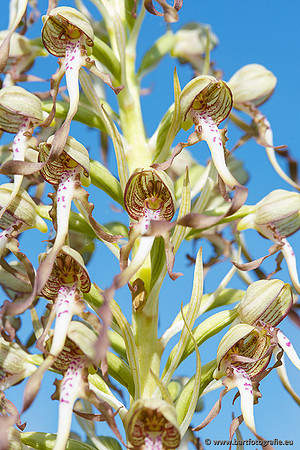 Bokkenorchis, Himantoglossum hircinum, Frankrijk, Bart Fotografie-038
