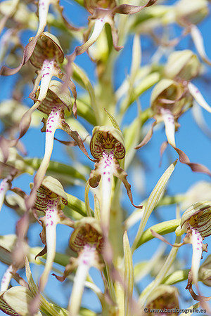 Bokkenorchis, Himantoglossum hircinum, Frankrijk, Bart Fotografie-039