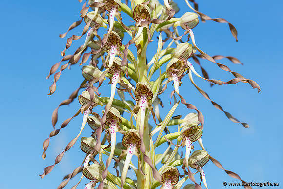 Bokkenorchis, Himantoglossum hircinum, Frankrijk, Bart Fotografie-040