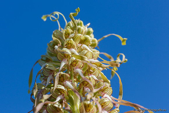 Bokkenorchis, Himantoglossum hircinum, Frankrijk, Bart Fotografie-041