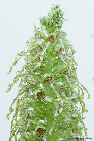 Bokkenorchis, Himantoglossum hircinum, Frankrijk, Bart Fotografie-042