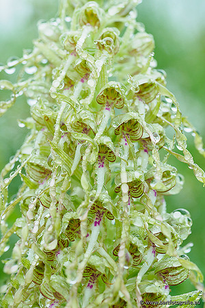Bokkenorchis, Himantoglossum hircinum, Frankrijk, Bart Fotografie-045