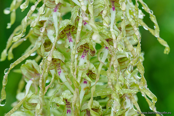 Bokkenorchis, Himantoglossum hircinum, Frankrijk, Bart Fotografie-046