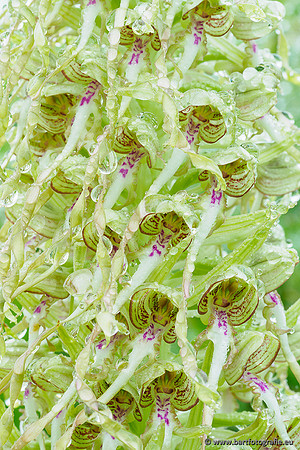 Bokkenorchis, Himantoglossum hircinum, Frankrijk, Bart Fotografie-047