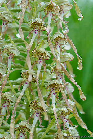 Bokkenorchis, Himantoglossum hircinum, Frankrijk, Bart Fotografie-048