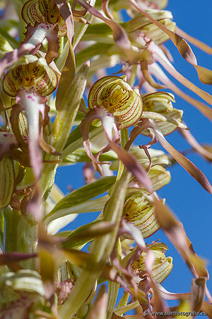 Bokkenorchis, Himantoglossum hircinum, Frankrijk, Bart Fotografie-049