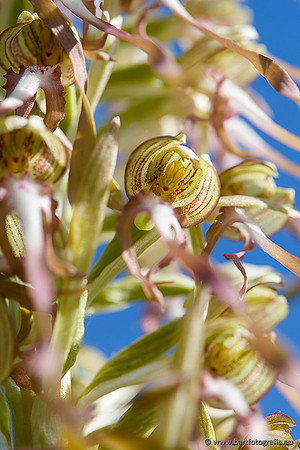Bokkenorchis, Himantoglossum hircinum, Frankrijk, Bart Fotografie-050
