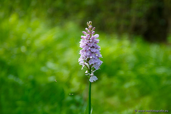 Bosorchis, Dactylorhiza fuchsii, Frankrijk, Nederland, Bart Fotografie-001