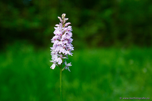 Bosorchis, Dactylorhiza fuchsii, Frankrijk, Nederland, Bart Fotografie-002