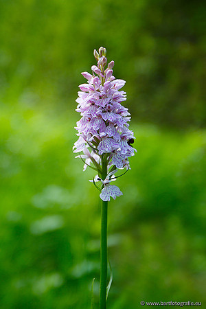 Bosorchis, Dactylorhiza fuchsii, Frankrijk, Nederland, Bart Fotografie-003