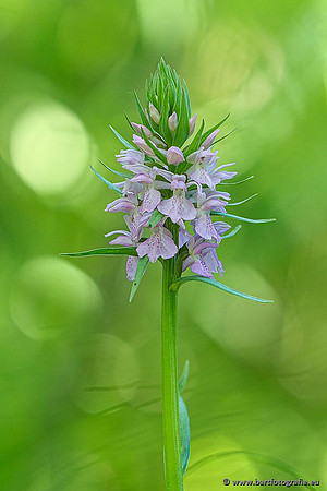 Bosorchis, Dactylorhiza fuchsii, Frankrijk, Nederland, Bart Fotografie-004