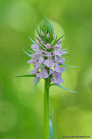 Bosorchis, Dactylorhiza fuchsii, Frankrijk, Nederland, Bart Fotografie-005