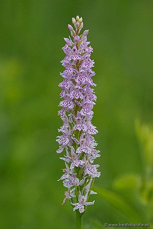 Bosorchis, Dactylorhiza fuchsii, Frankrijk, Nederland, Bart Fotografie-006