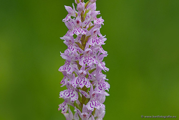 Bosorchis, Dactylorhiza fuchsii, Frankrijk, Nederland, Bart Fotografie-007