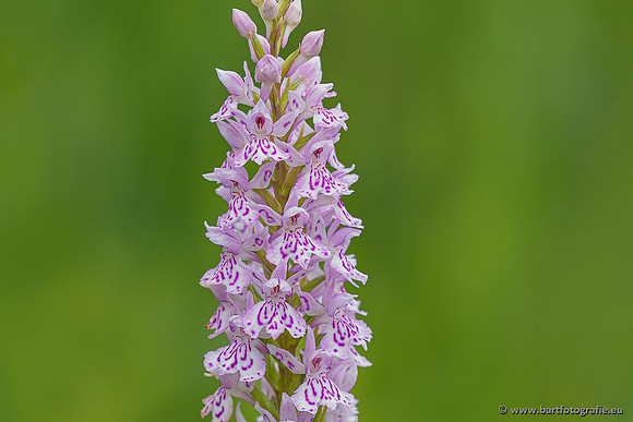 Bosorchis, Dactylorhiza fuchsii, Frankrijk, Nederland, Bart Fotografie-008