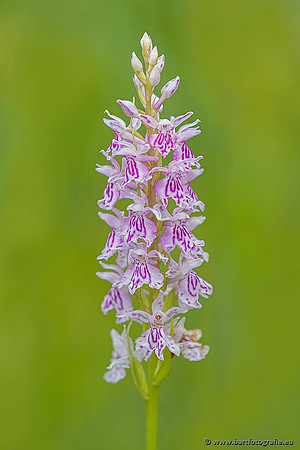 Bosorchis, Dactylorhiza fuchsii, Frankrijk, Nederland, Bart Fotografie-009