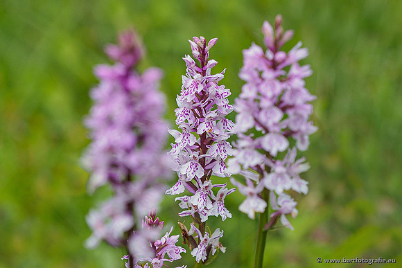 Bosorchis, Dactylorhiza fuchsii, Frankrijk, Nederland, Bart Fotografie-010