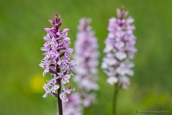 Bosorchis, Dactylorhiza fuchsii, Frankrijk, Nederland, Bart Fotografie-011