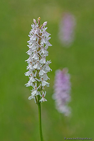 Bosorchis, Dactylorhiza fuchsii, Frankrijk, Nederland, Bart Fotografie-012
