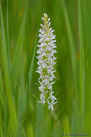 Bosorchis, Dactylorhiza fuchsii, Frankrijk, Nederland, Bart Fotografie-013