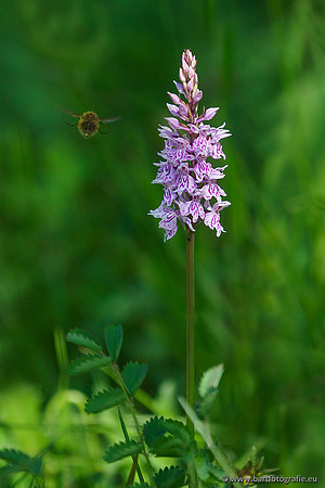 Bosorchis, Dactylorhiza fuchsii, Frankrijk, Nederland, Bart Fotografie-014
