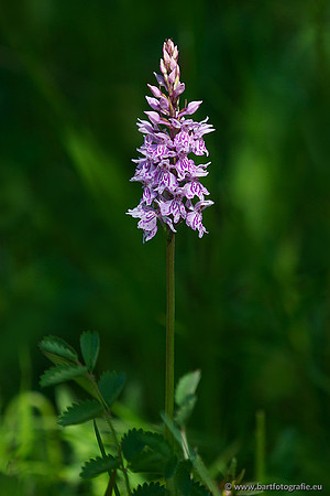 Bosorchis, Dactylorhiza fuchsii, Frankrijk, Nederland, Bart Fotografie-015