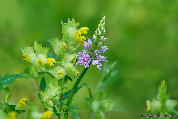 Bosorchis, Dactylorhiza fuchsii, Frankrijk, Nederland, Bart Fotografie-016