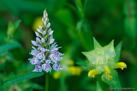 Bosorchis, Dactylorhiza fuchsii, Frankrijk, Nederland, Bart Fotografie-017