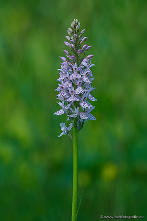 Bosorchis, Dactylorhiza fuchsii, Frankrijk, Nederland, Bart Fotografie-019