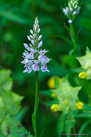 Bosorchis, Dactylorhiza fuchsii, Frankrijk, Nederland, Bart Fotografie-018