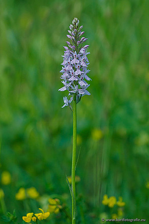 Bosorchis, Dactylorhiza fuchsii, Frankrijk, Nederland, Bart Fotografie-020