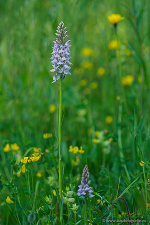 Bosorchis, Dactylorhiza fuchsii, Frankrijk, Nederland, Bart Fotografie-021