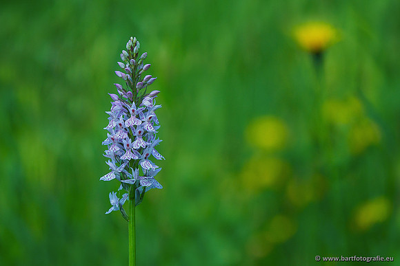 Bosorchis, Dactylorhiza fuchsii, Frankrijk, Nederland, Bart Fotografie-022