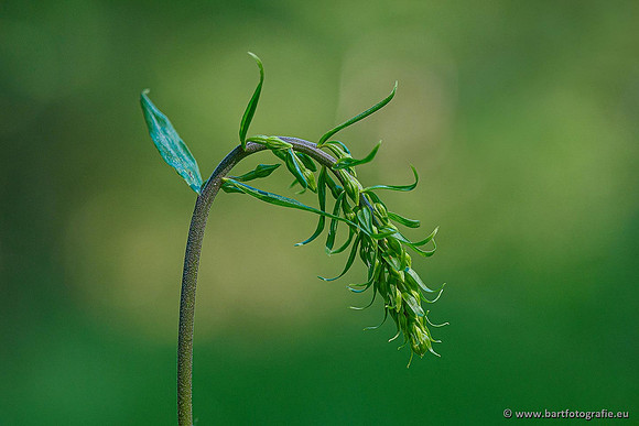 Brede wespenorchis, Epipactis helleborine, Nederland, Bart Fotografie-002