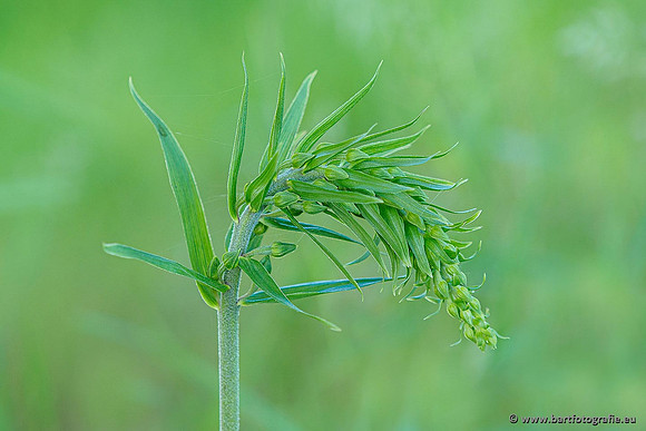 Brede wespenorchis, Epipactis helleborine, Nederland, Bart Fotografie-001